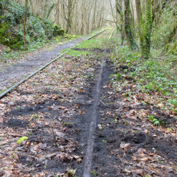 a tree in the middle of a forest