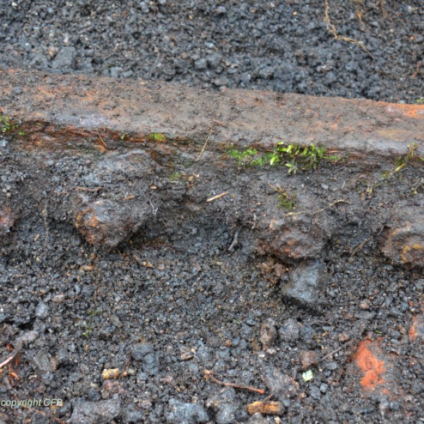 a bird sitting on top of a dirt field