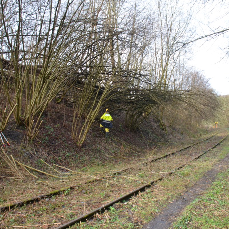 a tree in the middle of a field