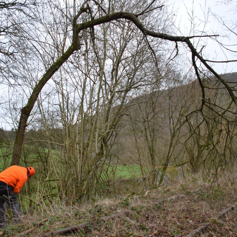 an orange tree in a forest