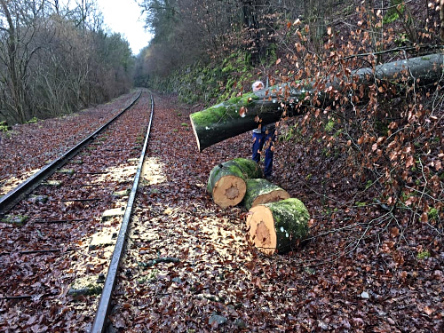 a train that is sitting in the middle of a forest