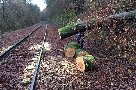 a train that is sitting in the middle of a forest