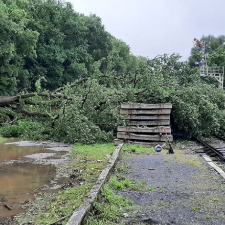 a train traveling down train tracks near a forest