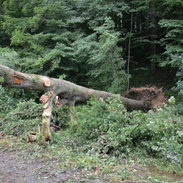 a person standing on a lush green forest