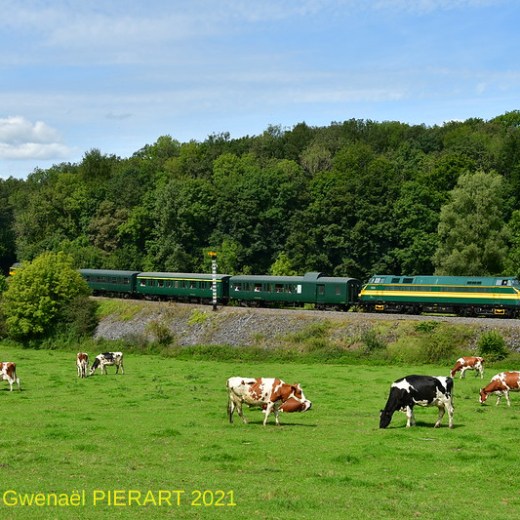 a herd of cattle grazing on a lush green field