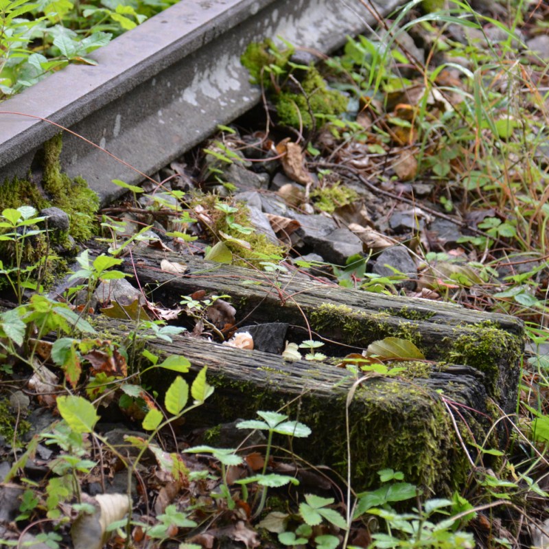 a close up of a garden