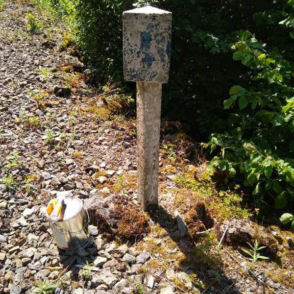 a close up of a flower garden
