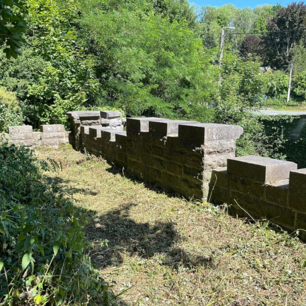 a close up of a lush green forest