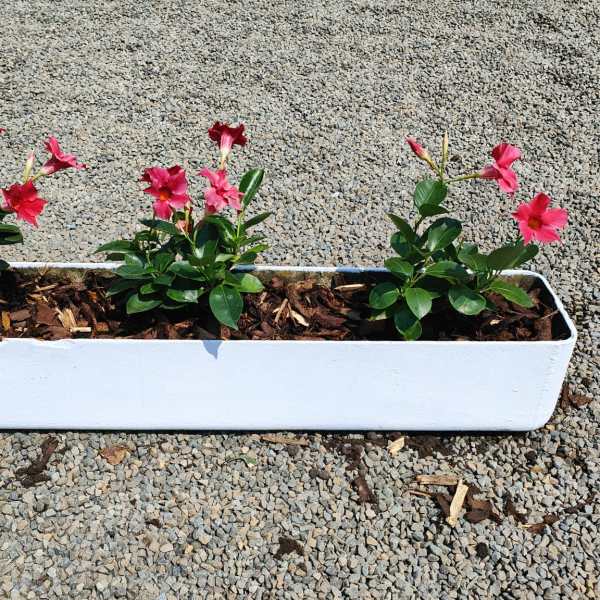 a pink flower on a plant