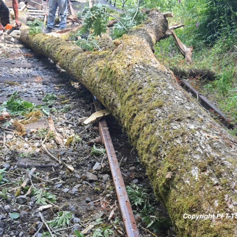 a group of people in a forest