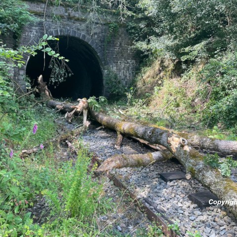 a bear walking through a forest