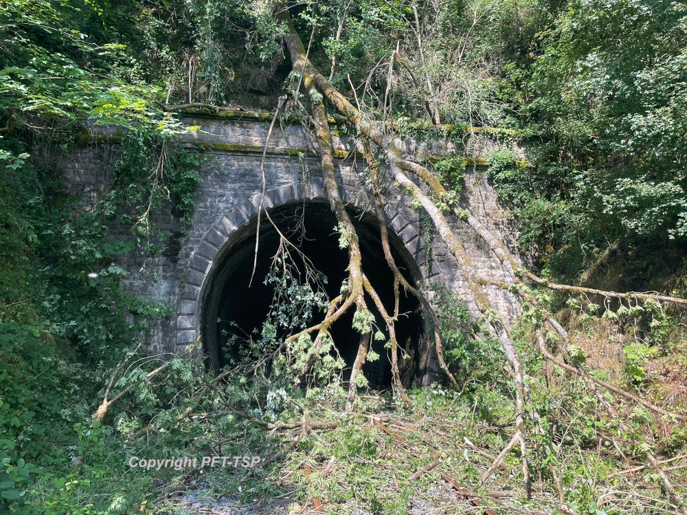 a bear that is standing in the grass