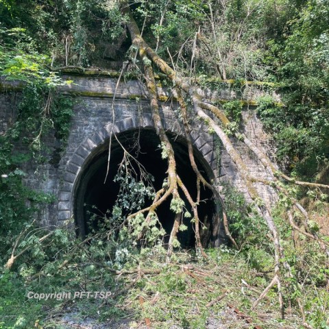 a bear that is standing in the grass